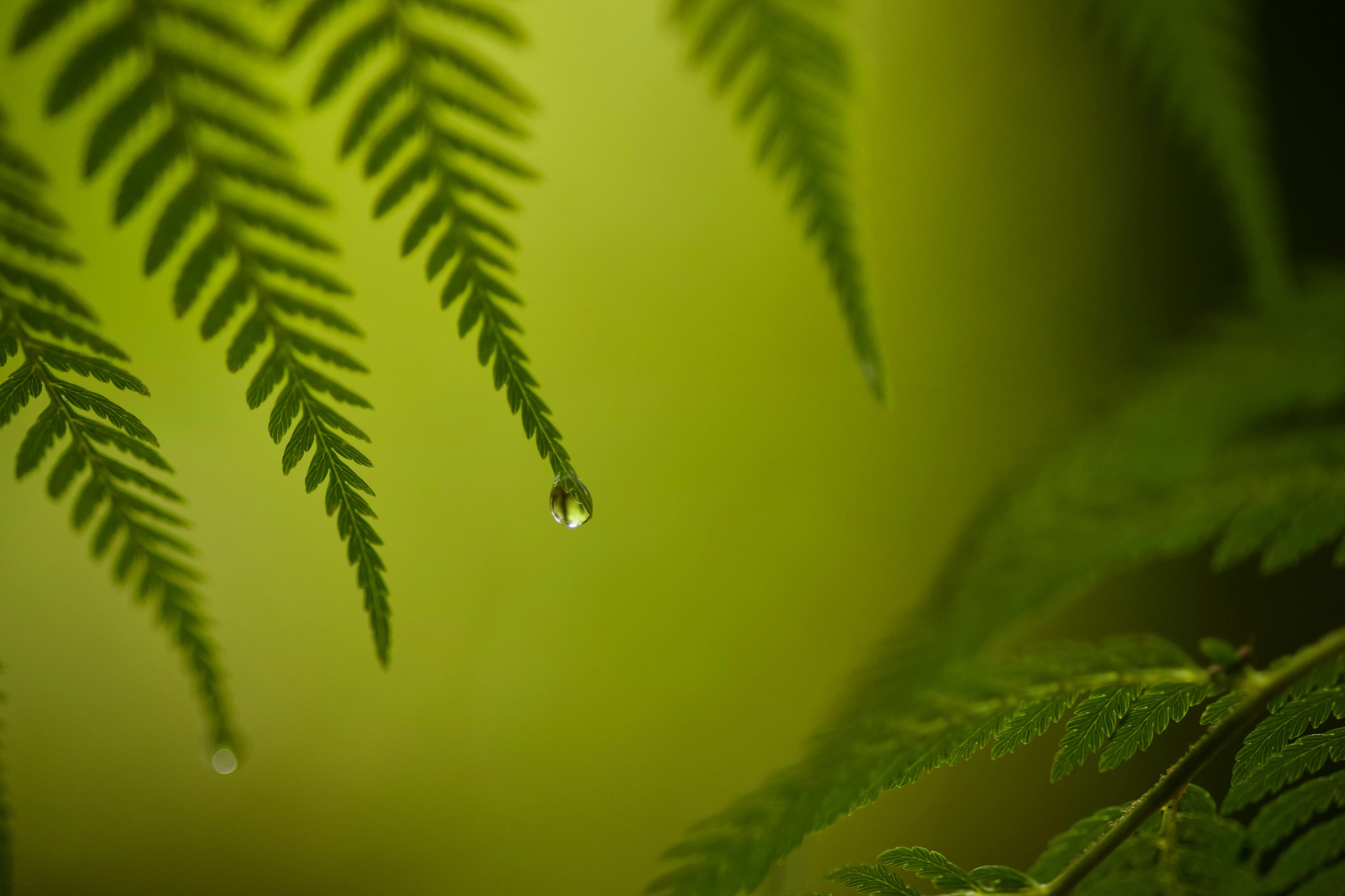 Image du thème optimization